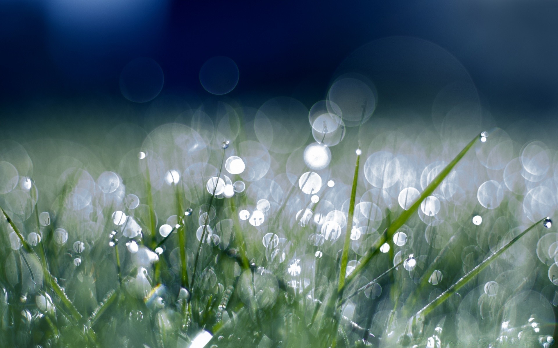 bokeh tropfen regen tau natur gras nass wasser flora heuhaufen rasen frische desktop klar saison farbe garten sommer hell mittwoch gutes wetter