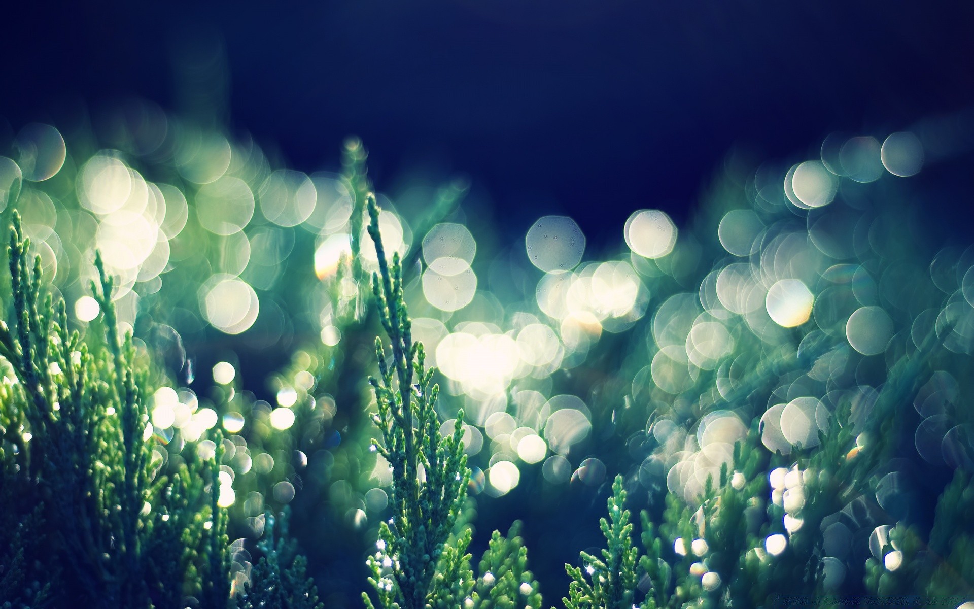 bokeh blur bright color desktop nature christmas flora grass luminescence shining summer