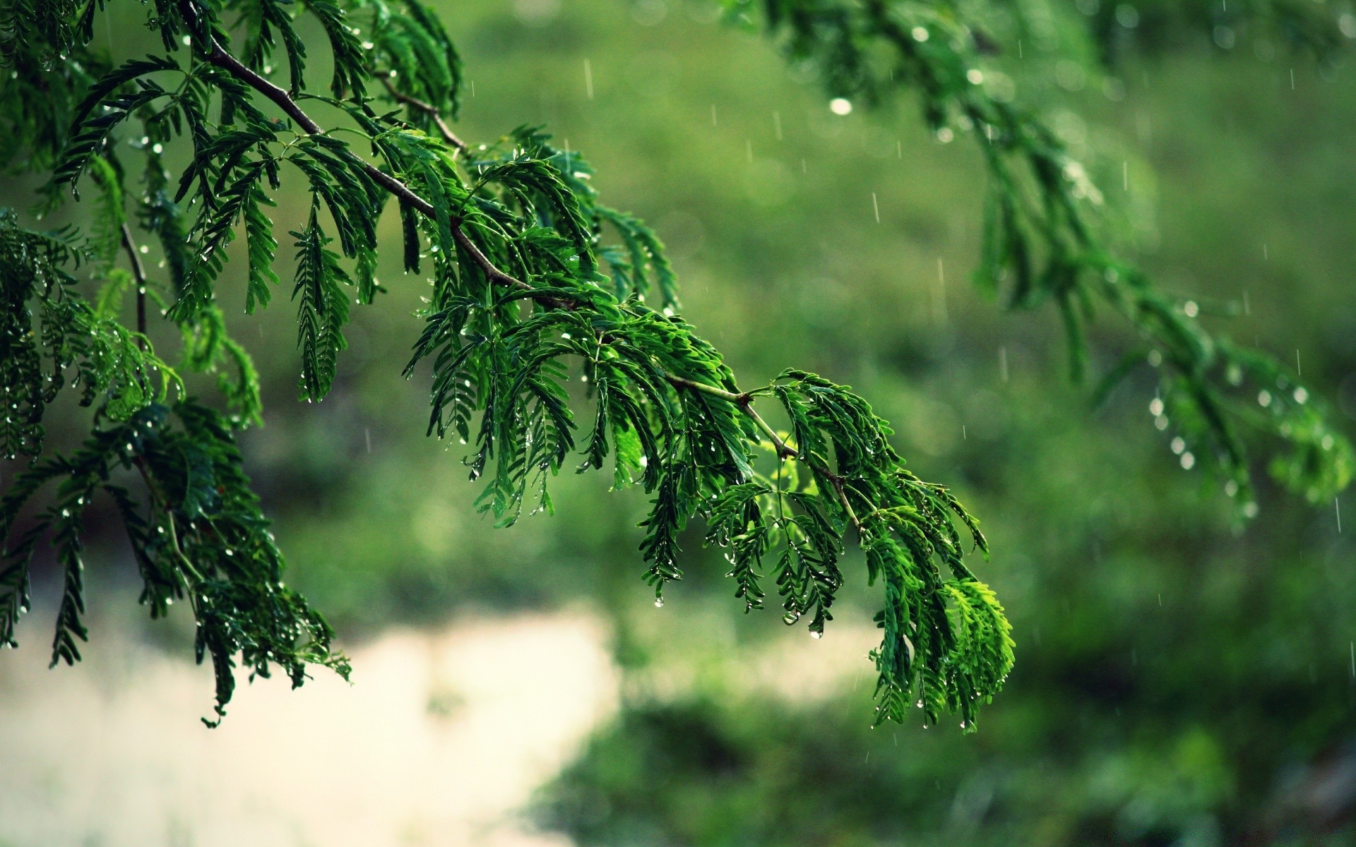 bokeh leaf nature tree flora environment outdoors growth branch summer wood garden lush freshness rain fair weather grass daylight bright color