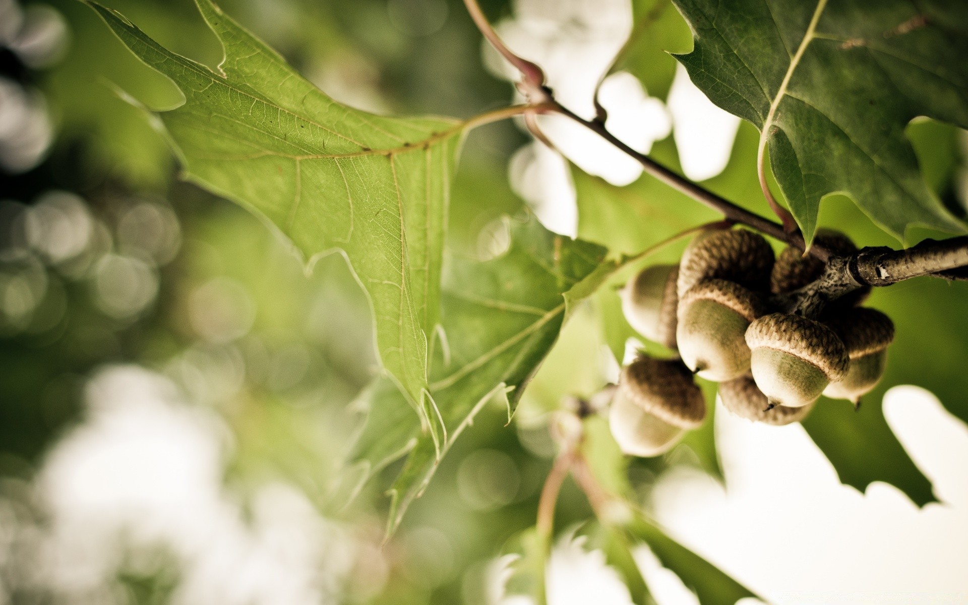 bokeh doğa yaprak flora yemek yakın çekim ağaç bahçe yaz şube açık havada renk büyüme meyve yanında