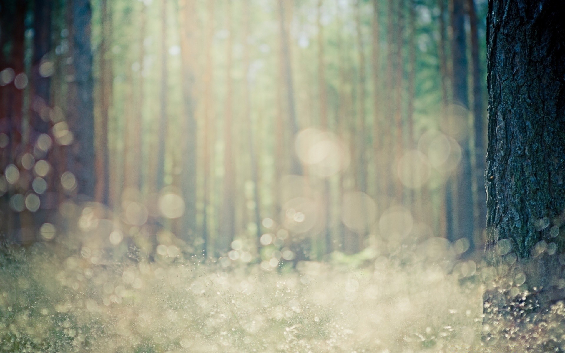 bokeh ahşap bulanıklık soyut ağaç kış masaüstü ışık doku manzara renk sonbahar kar park doğa sis vintage