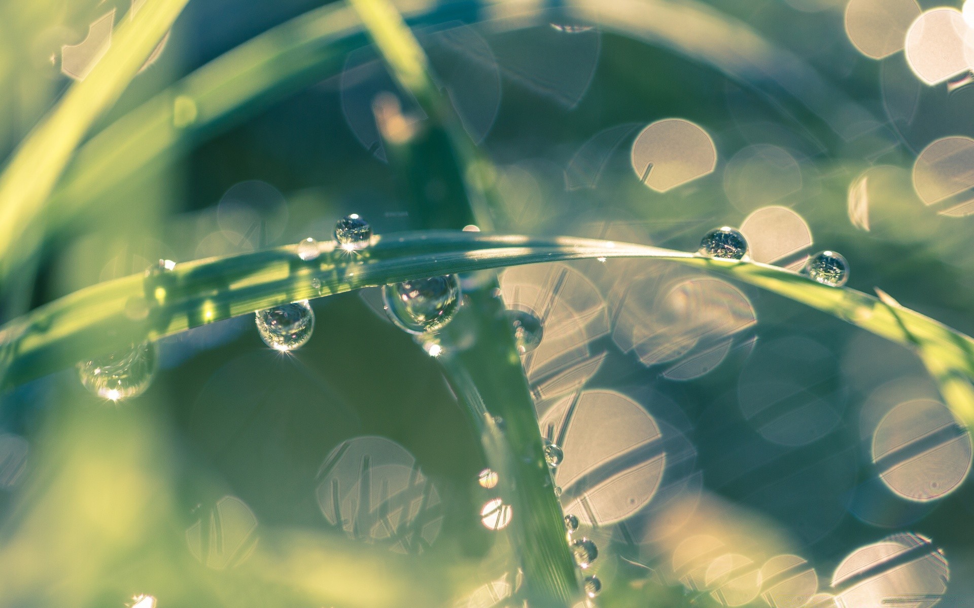 bokeh rain drop water dew desktop flora leaf wet nature abstract reflection clean garden liquid color summer shining purity clear environment