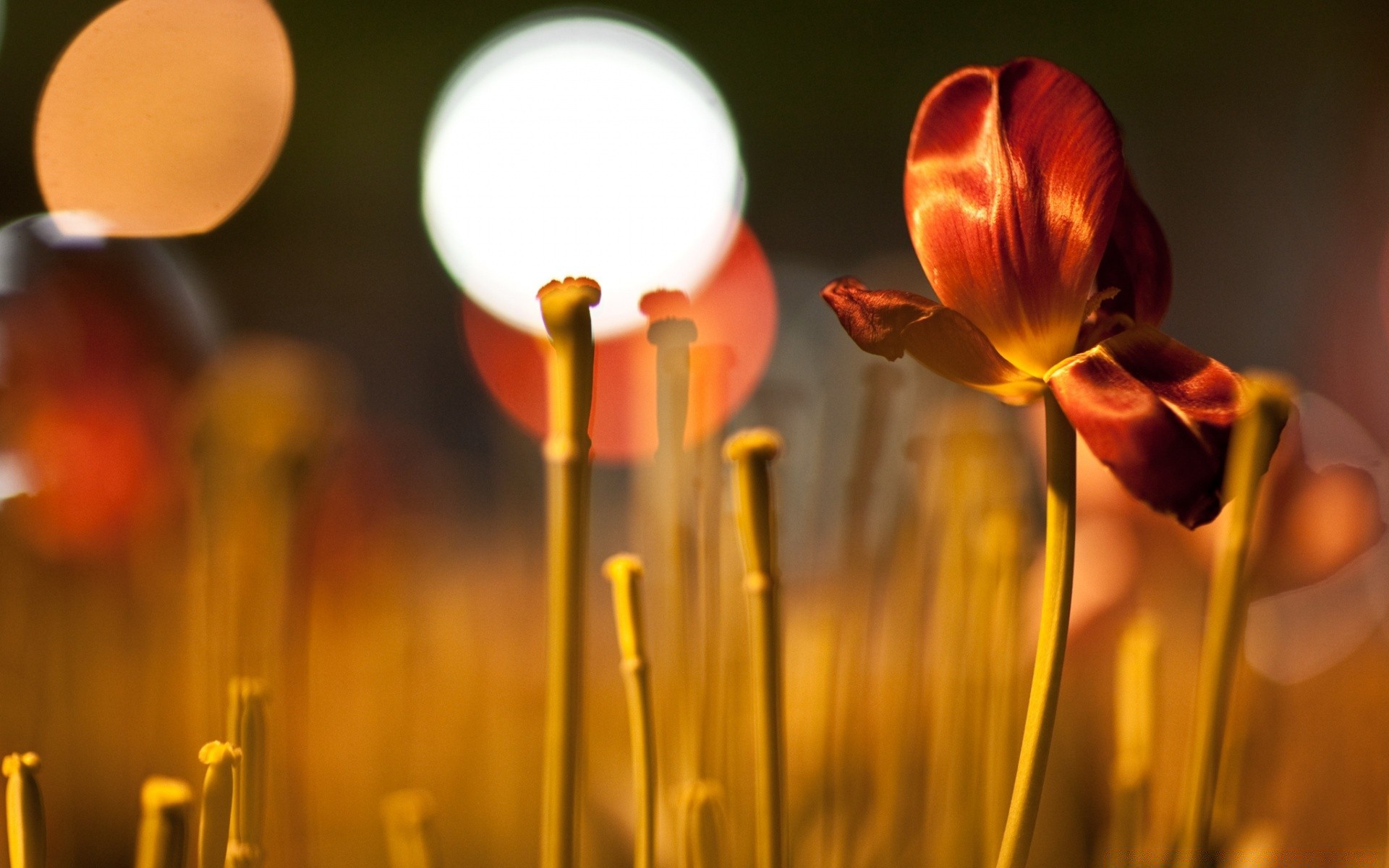 bokeh natura rozmycie kwiat jasny