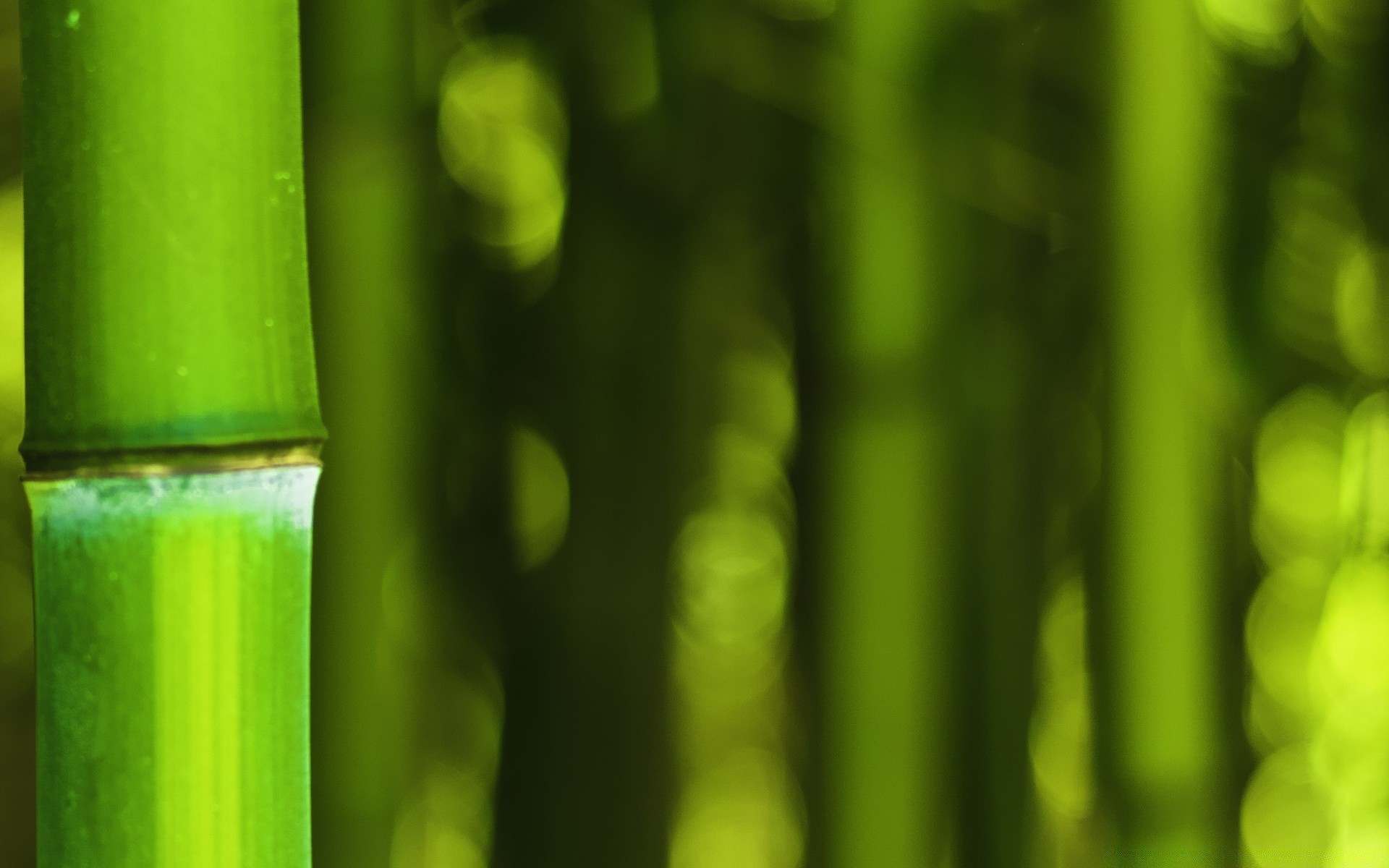 bokeh leaf bamboo growth flora lush nature blur abstract garden dew rain drop bright desktop