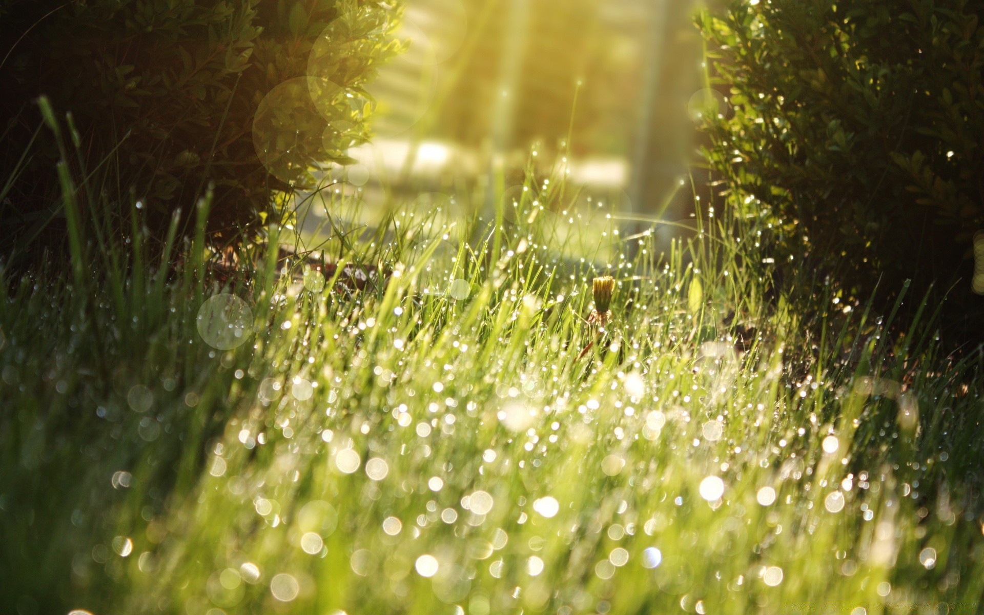 bokeh rugiada pioggia erba alba natura caduta sfocatura luminoso bagnato giardino acqua splende colore crescita estate prato bel tempo flora messa a fuoco sole