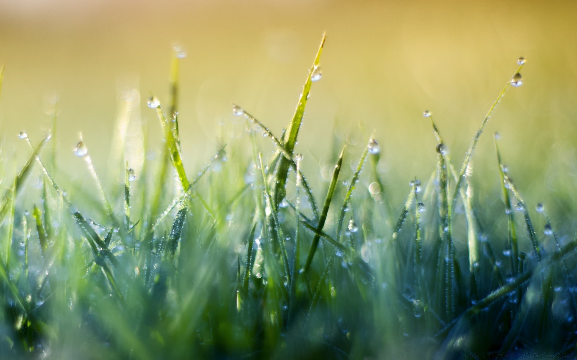 bokeh hierba rocío amanecer sol lluvia crecimiento césped naturaleza campo heno verano hoja caída flora buen tiempo exuberante jardín rural hoja