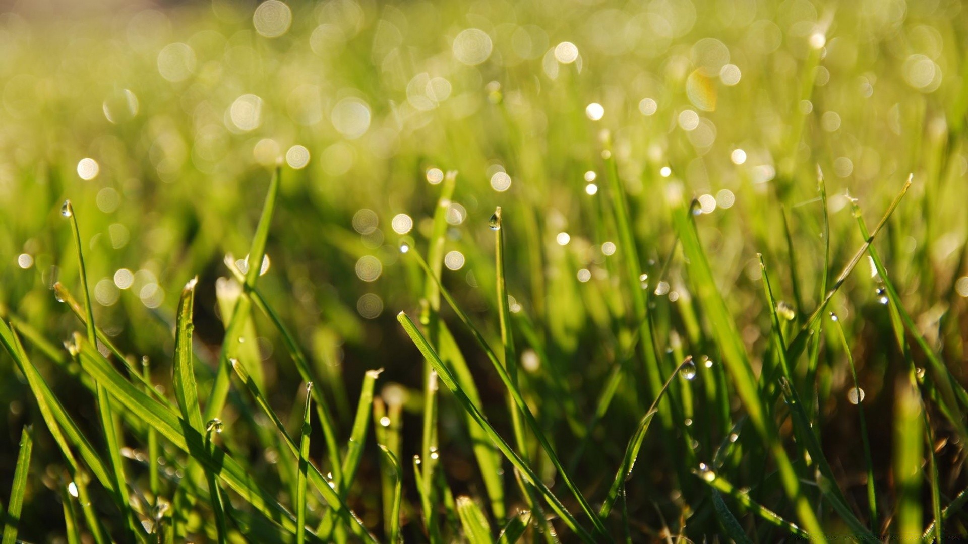 bokeh gras tau heu rasen dämmerung feld flora tropfen regen natur sommer garten aufstieg blatt sonne klinge gutes wetter frische üppig ländlich