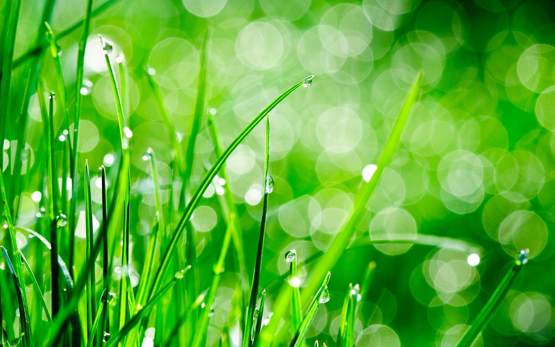 bokeh garden dew flora lawn leaf growth grass lush drop freshness blade bright hayfield environment desktop summer color environmental rain droplet