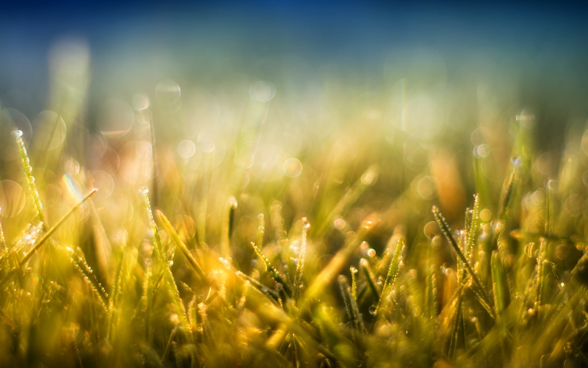 bokeh grass field sun hayfield rural summer nature fair weather growth pasture season farm countryside flora lawn dawn bright wheat soil blur