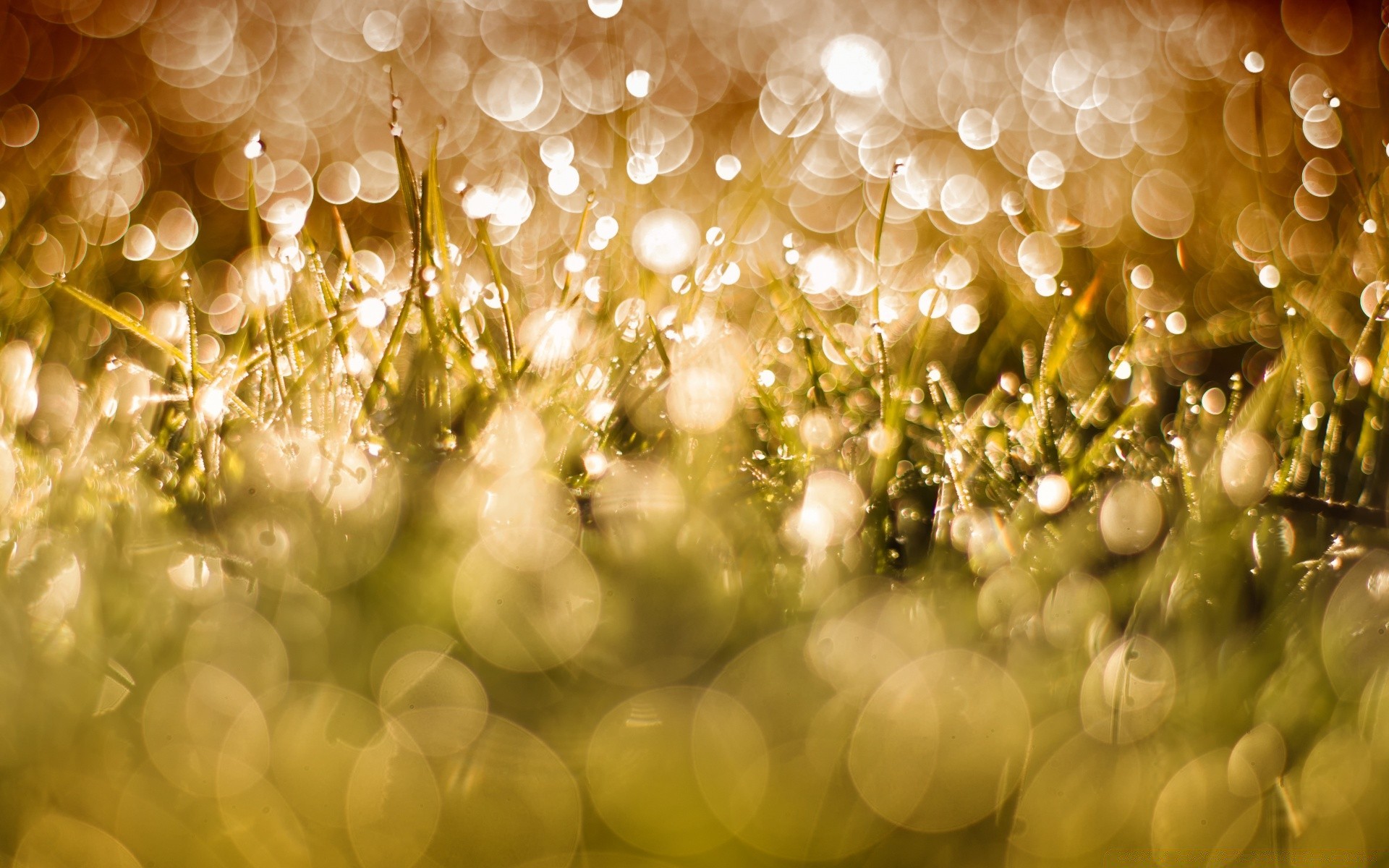 bokeh boże narodzenie świeci błyszczą rozmycie złoto pulpit merry światło kolor streszczenie luminescencja jasne wakacje dekoracje eva sztuczka magia tekstury podświetlany projekt