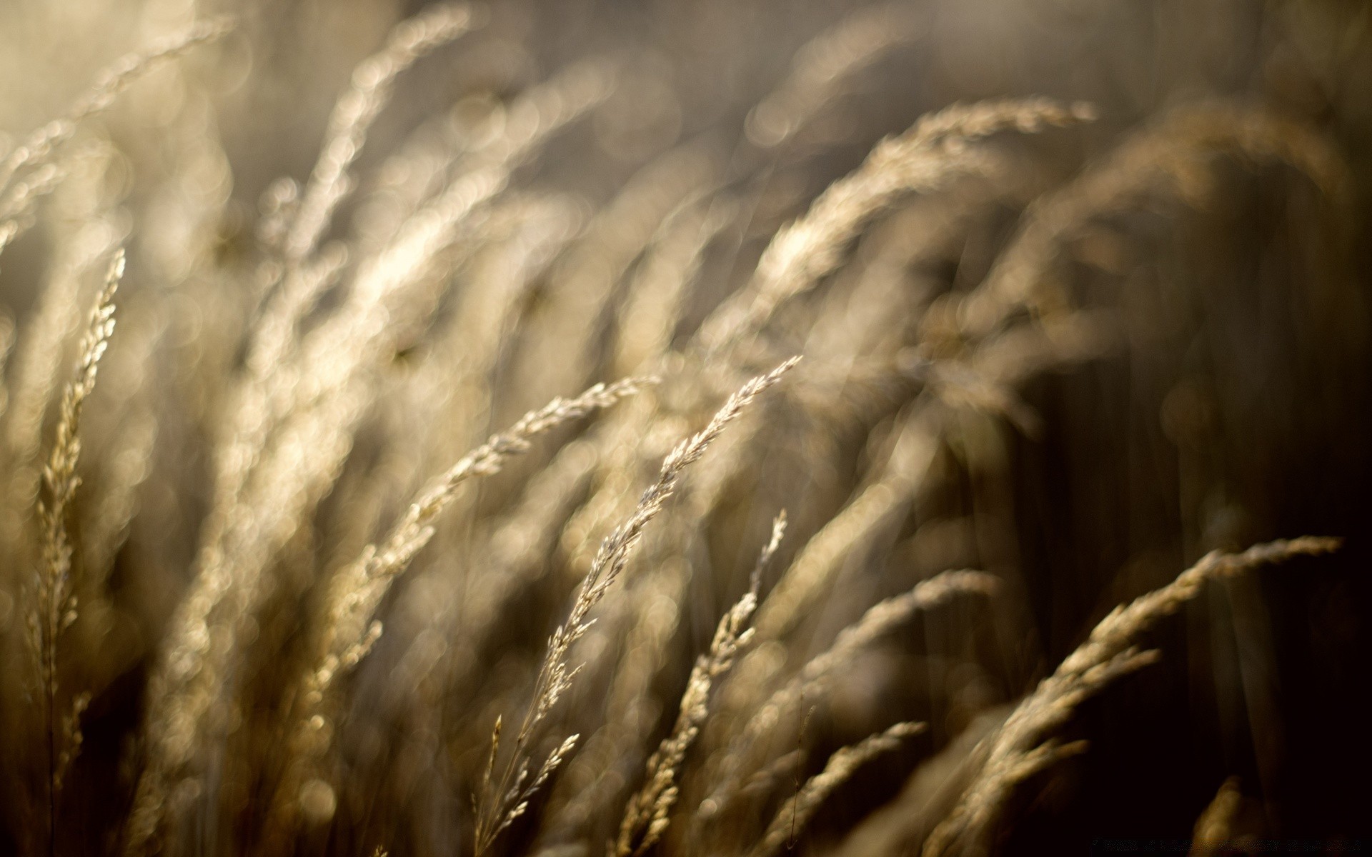 bokeh weizen natur monochrom sonne winter bauernhof müsli brot gold herbst