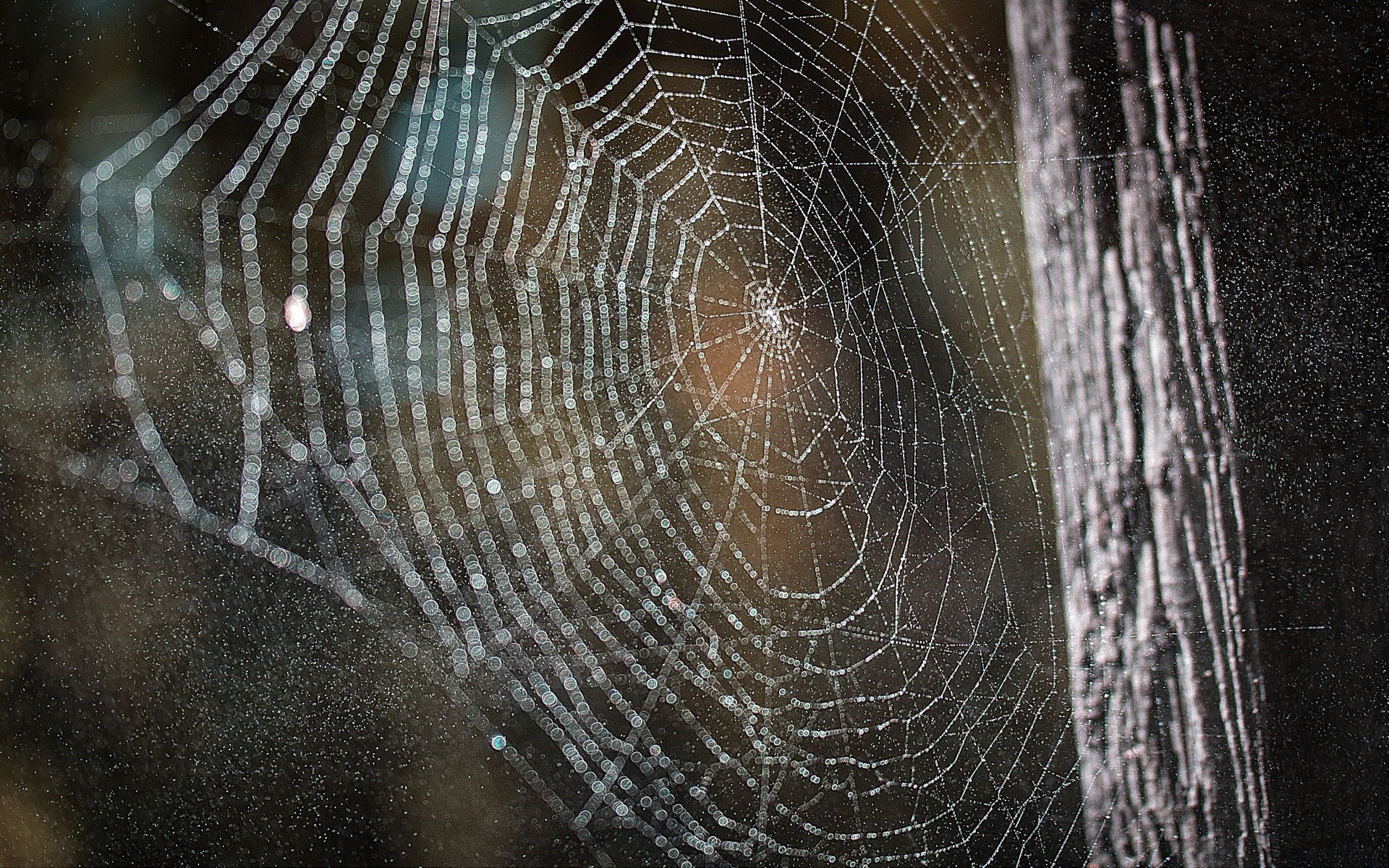 bokeh spinne spinnennetz spinnennetz spinnentier falle web tau insekt natur beängstigend halloween dunkel gefahr angst unheimlich muster rauer wirbellose