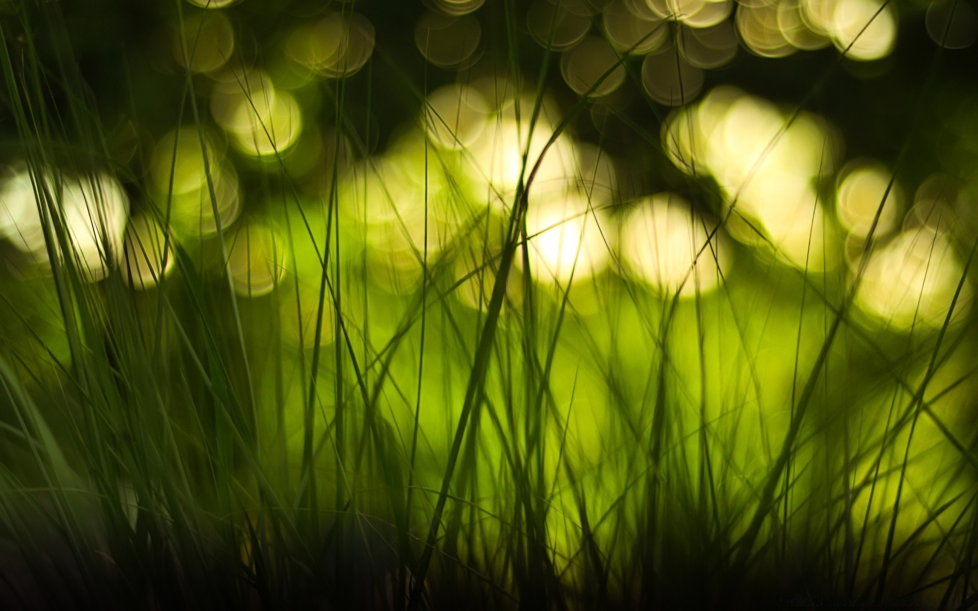 bokeh bahçe çimen büyüme renk flora doğa çim masaüstü yaprak saman biçme makinesi alan yaz