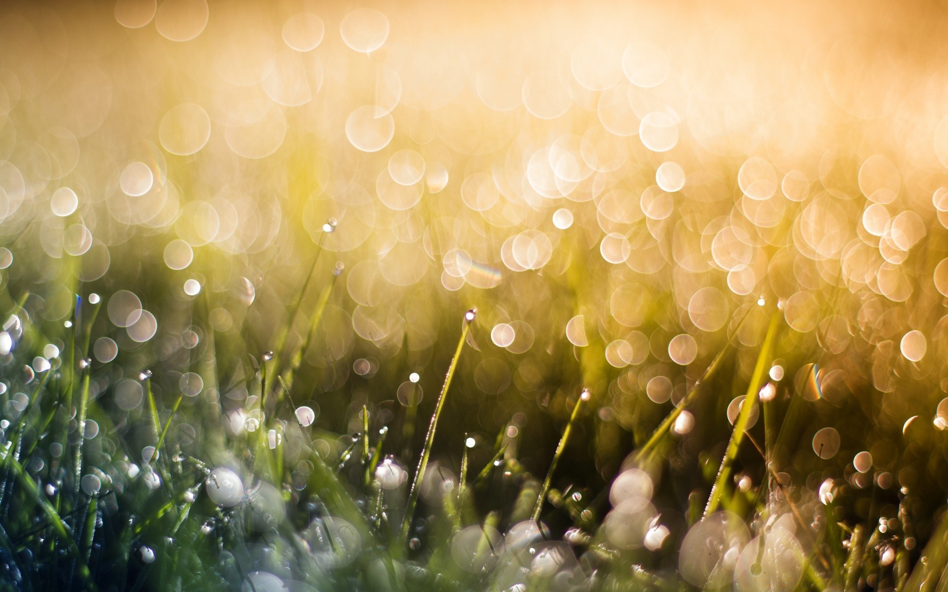 bokeh kolor natura pulpit jasny trawa rozmycie lato luminescencja słońce sezon flora ogród boże narodzenie świeci magia sianokosy światło dobra pogoda świt streszczenie