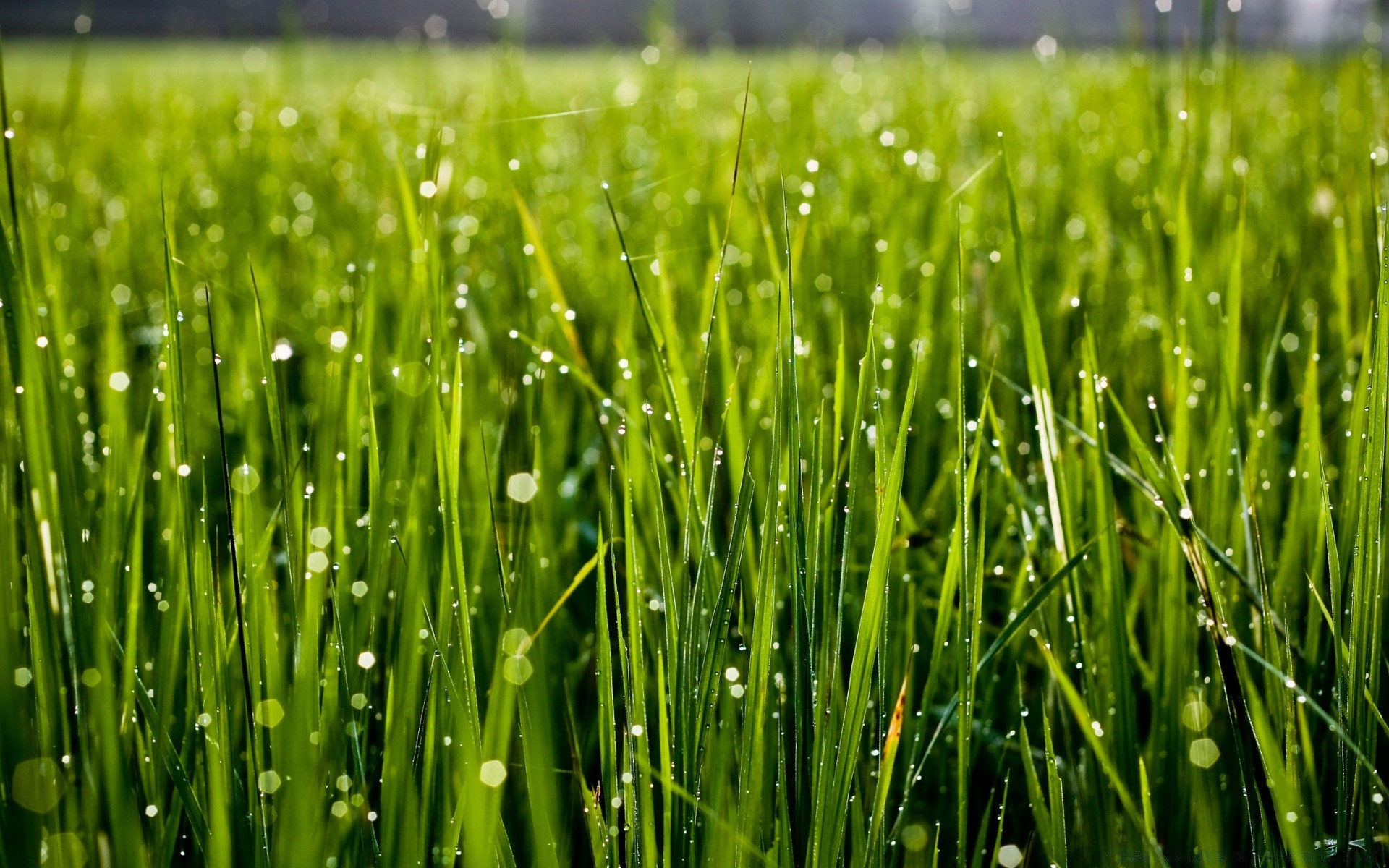 bokeh grass dew lawn growth lush blade hayfield field flora garden leaf dawn rural wheatgrass freshness drop summer yard turf