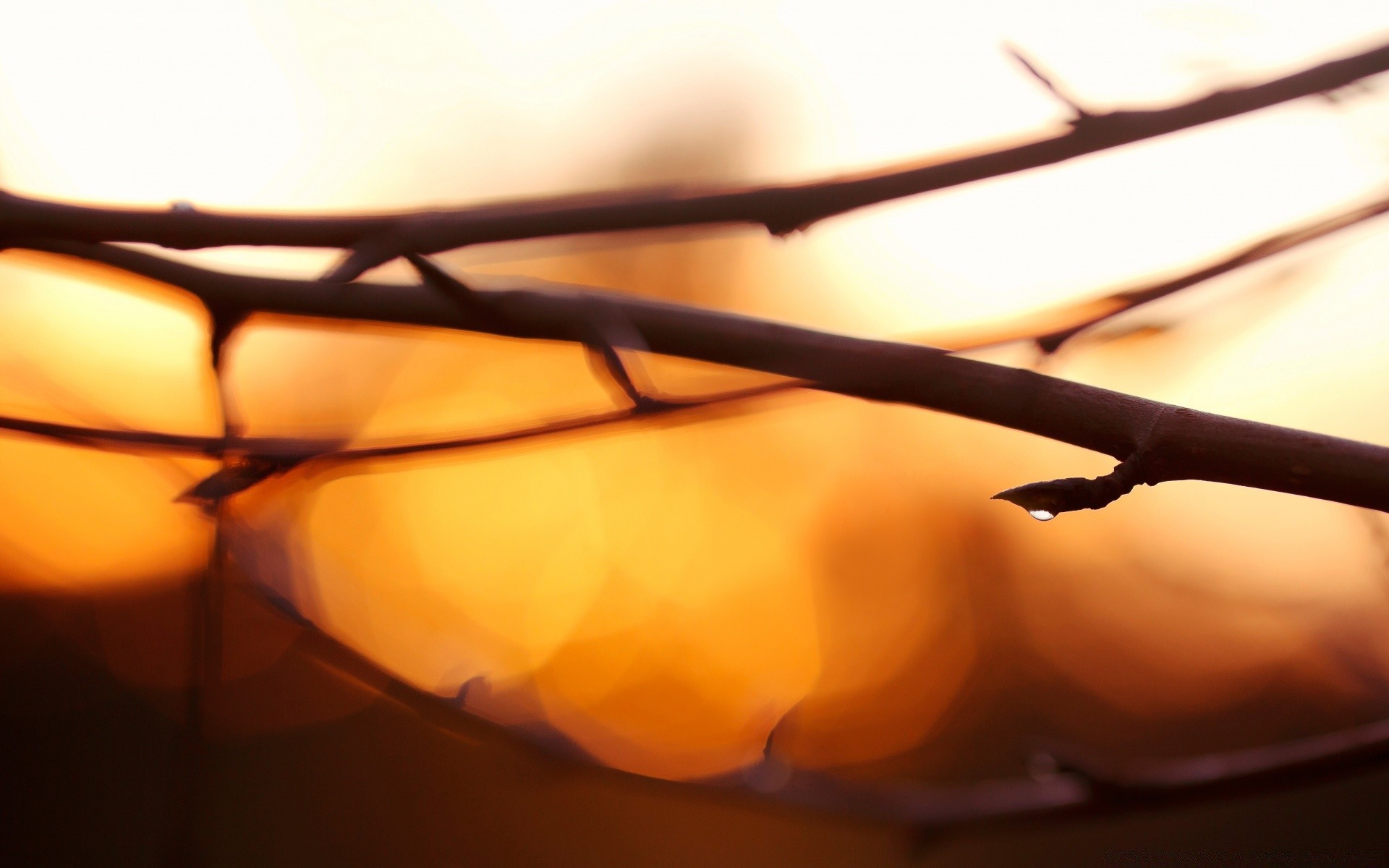 bokeh sonnenuntergang landschaft licht monochrom sonne strand baum dämmerung unschärfe hintergrundbeleuchtung himmel stillleben