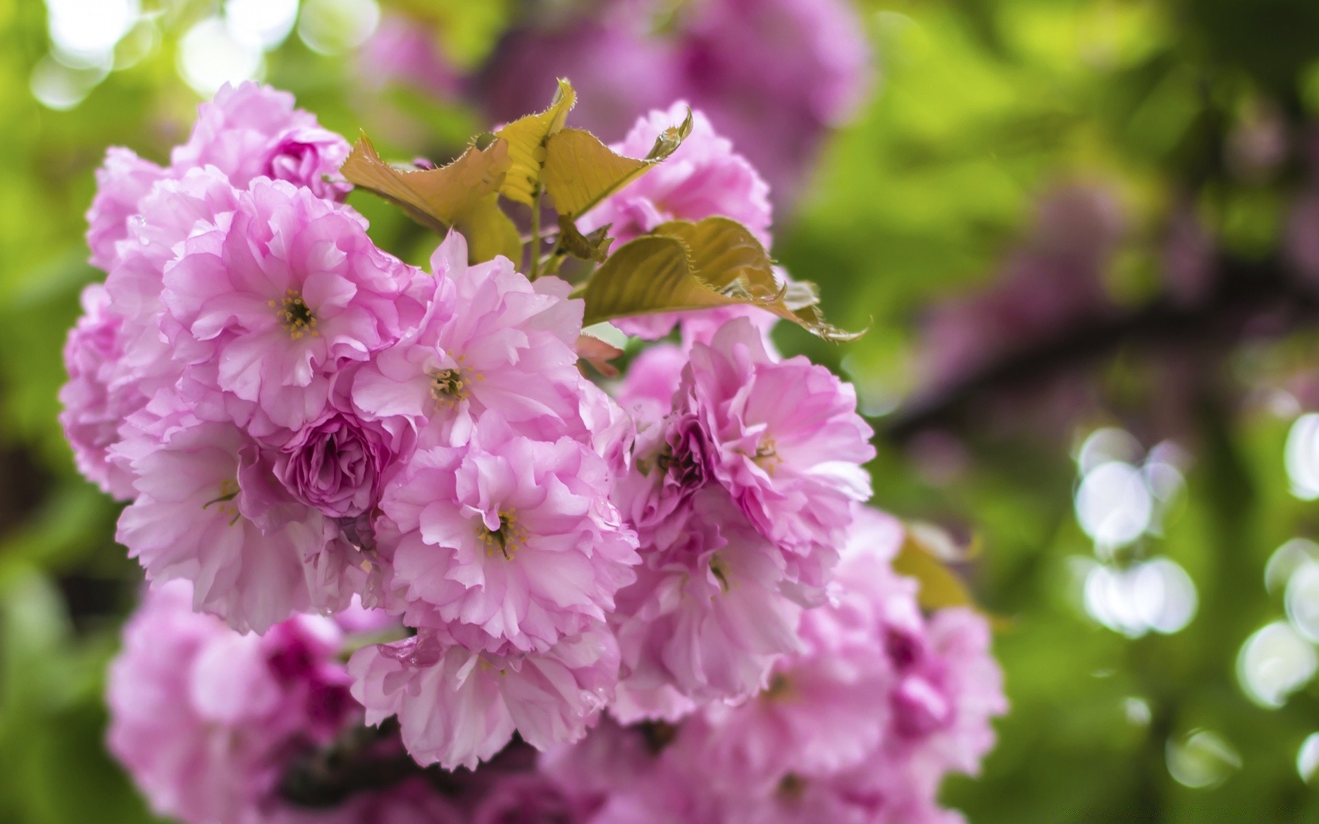 bokeh flower nature garden leaf flora blooming floral summer tree petal branch park growth bright outdoors cherry bud season color