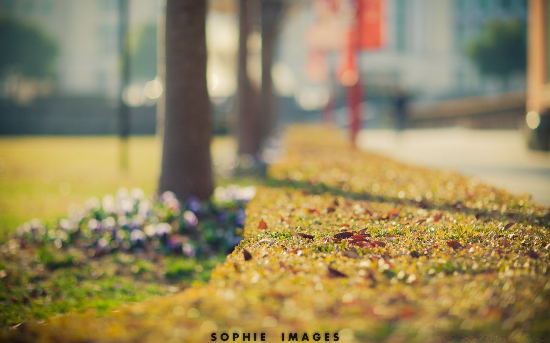 bokeh natura autunno fiore parco foglia erba all aperto sfocatura giardino albero paesaggio colore flora legno