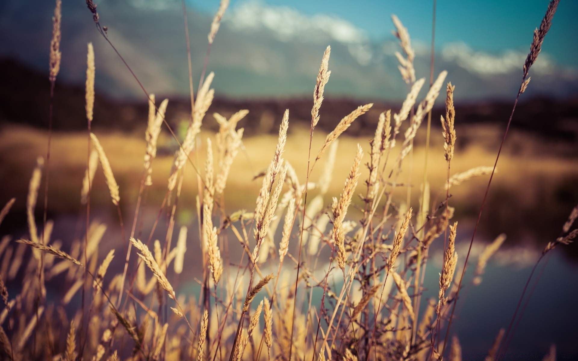 bokeh cereal wheat growth field rural crop nature farm sun gold grass straw corn pasture bread outdoors dry country summer