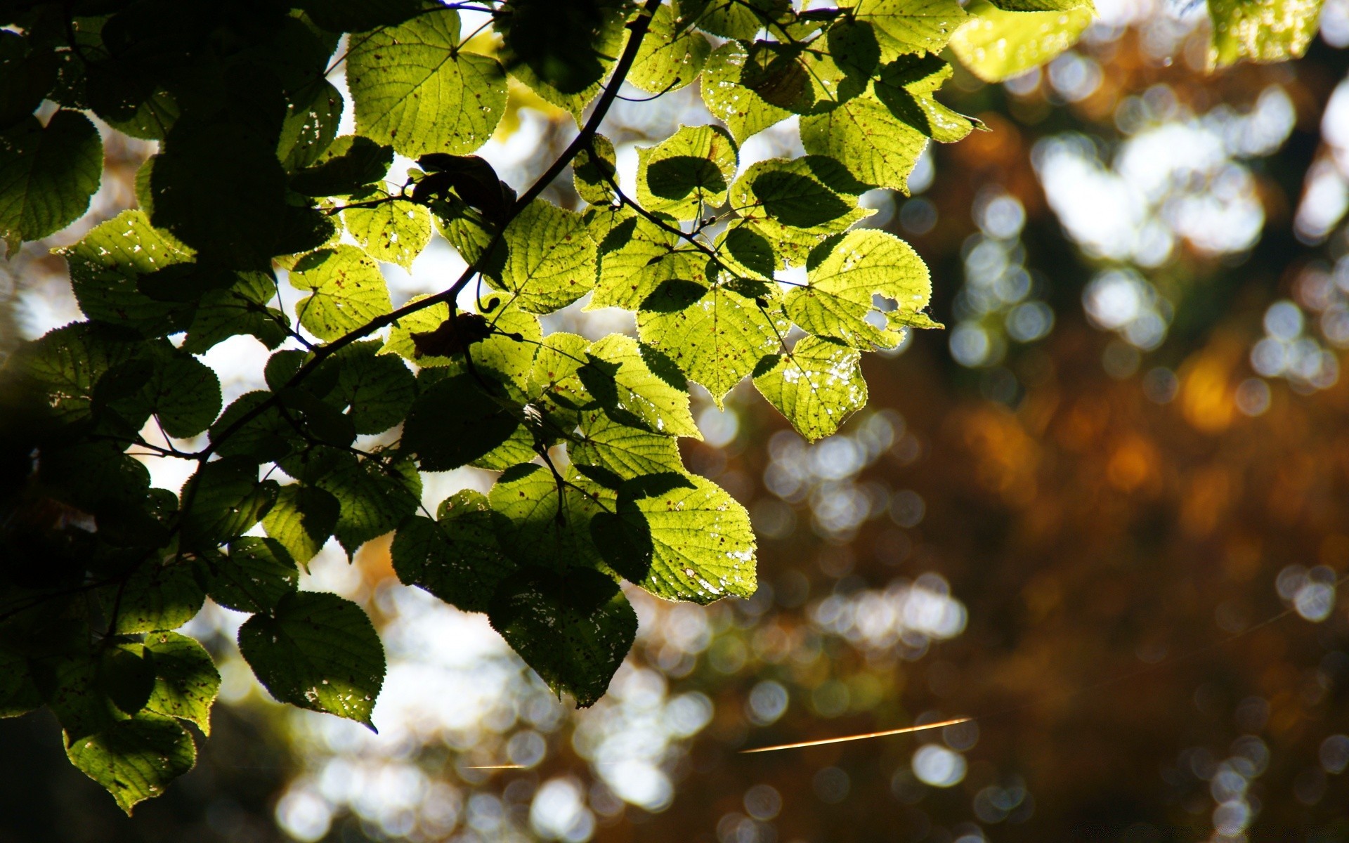 bokeh yaprak doğa ağaç flora şube bahçe renk sezon açık havada yakın çekim büyüme yaz parlak sonbahar masaüstü güzel hava ışık çevre güneş