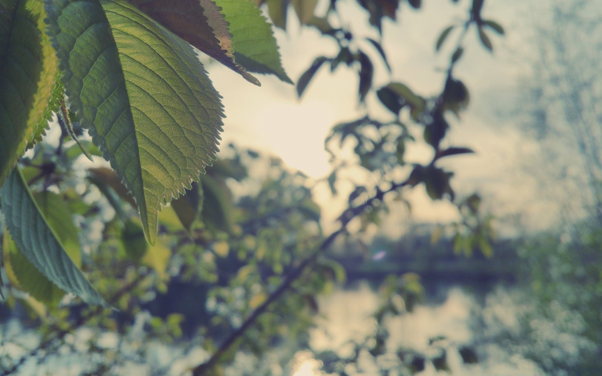 bokeh leaf nature tree flora outdoors branch summer desktop flower color growth light garden