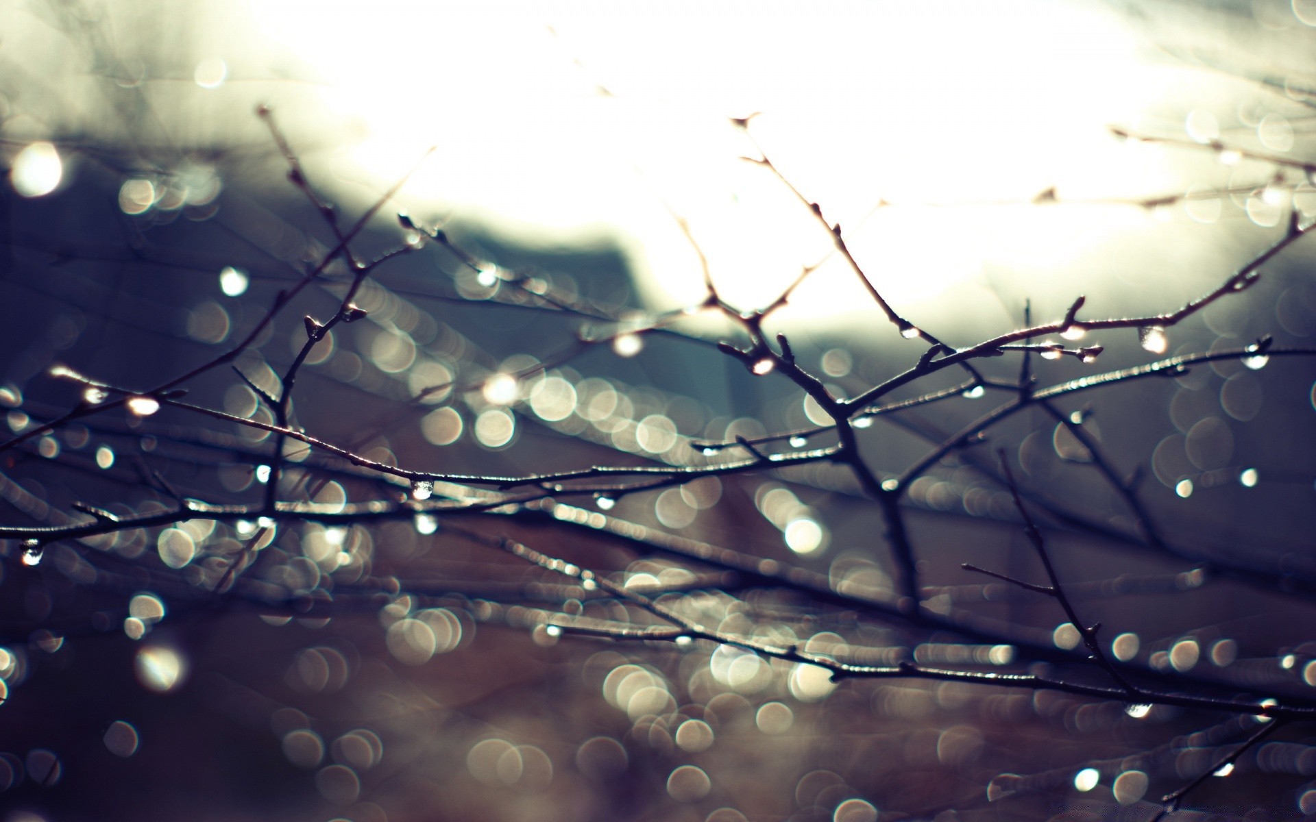 bokeh abstract light drop desktop blur rain christmas design color texture pattern winter art focus shining