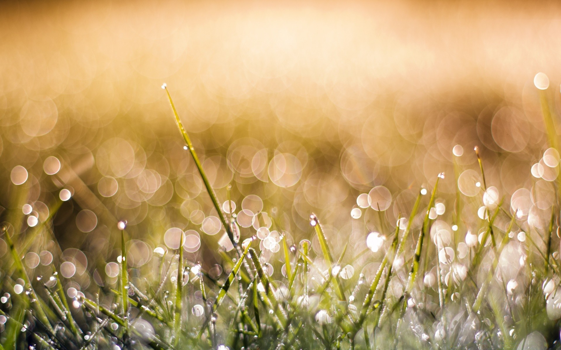 bokeh grass nature dawn hayfield sun field summer flora fair weather color flower season rain blur desktop garden beautiful environment bright lawn