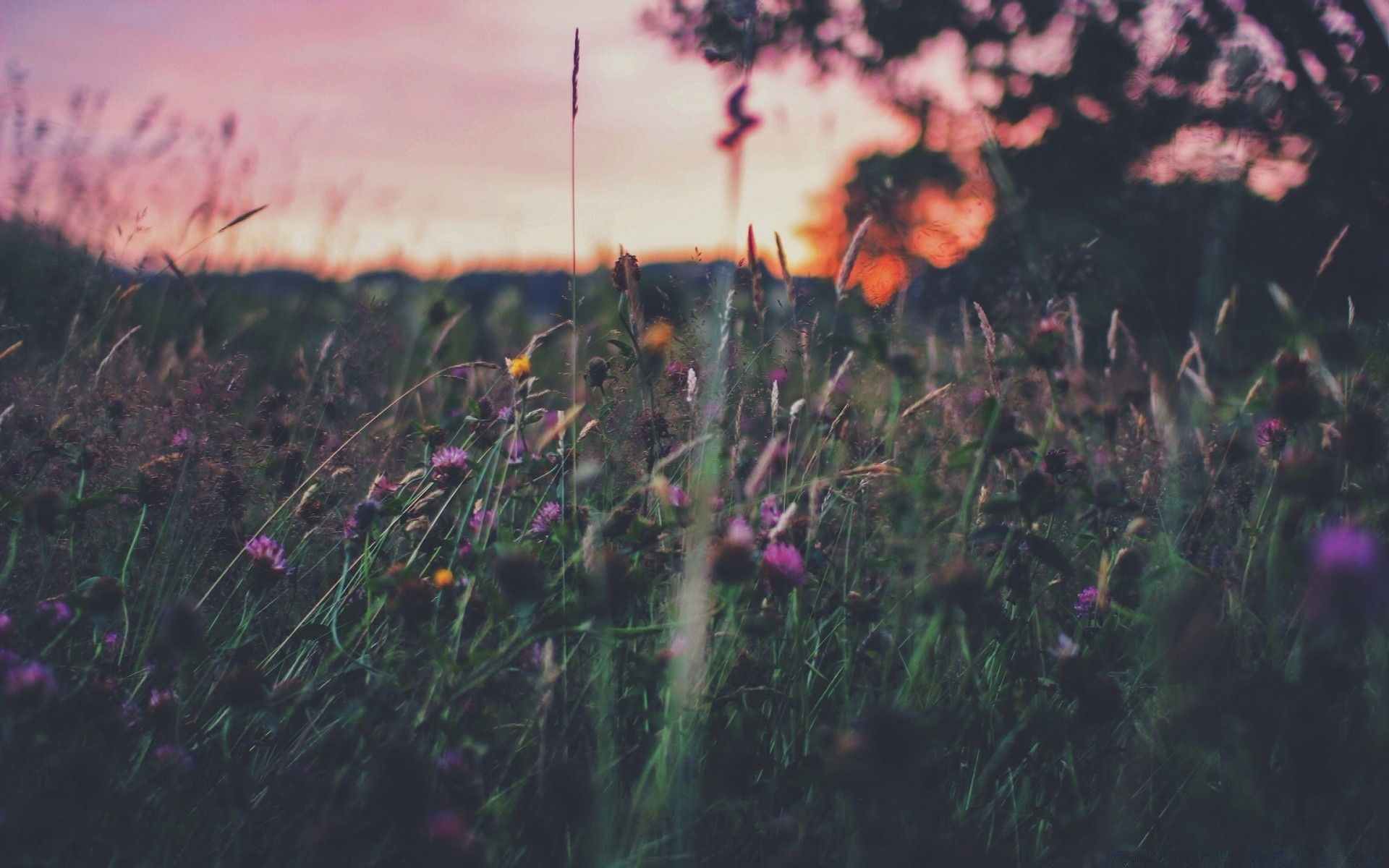 bokeh fiore campo fieno alba erba pascolo paesaggio natura sole tramonto all aperto giardino poppy luce flora estate fattoria bel tempo colore