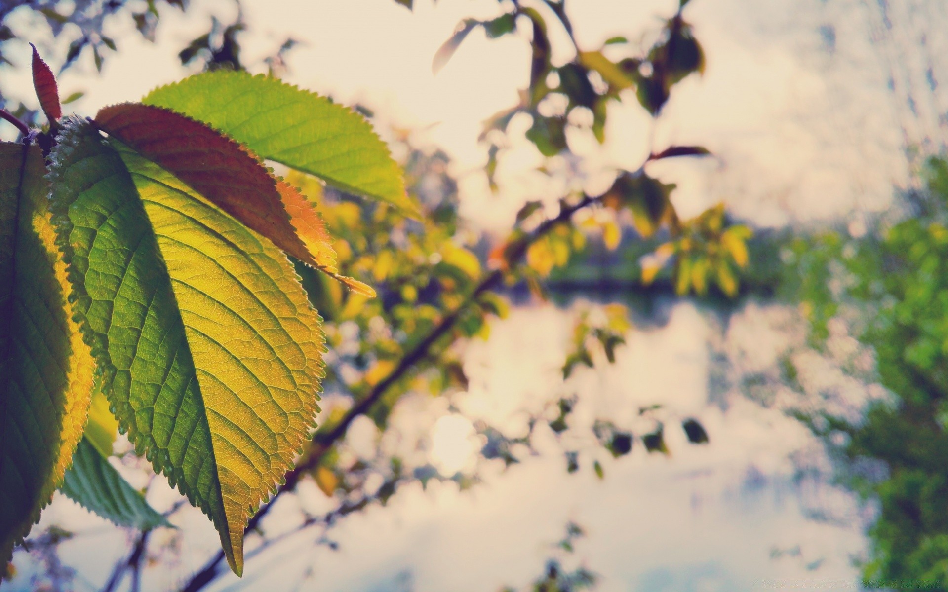 bokeh foglia natura albero flora all aperto di colore brillante crescita del desktop di estate autunno ramo luce fiore stagione giardino di legno