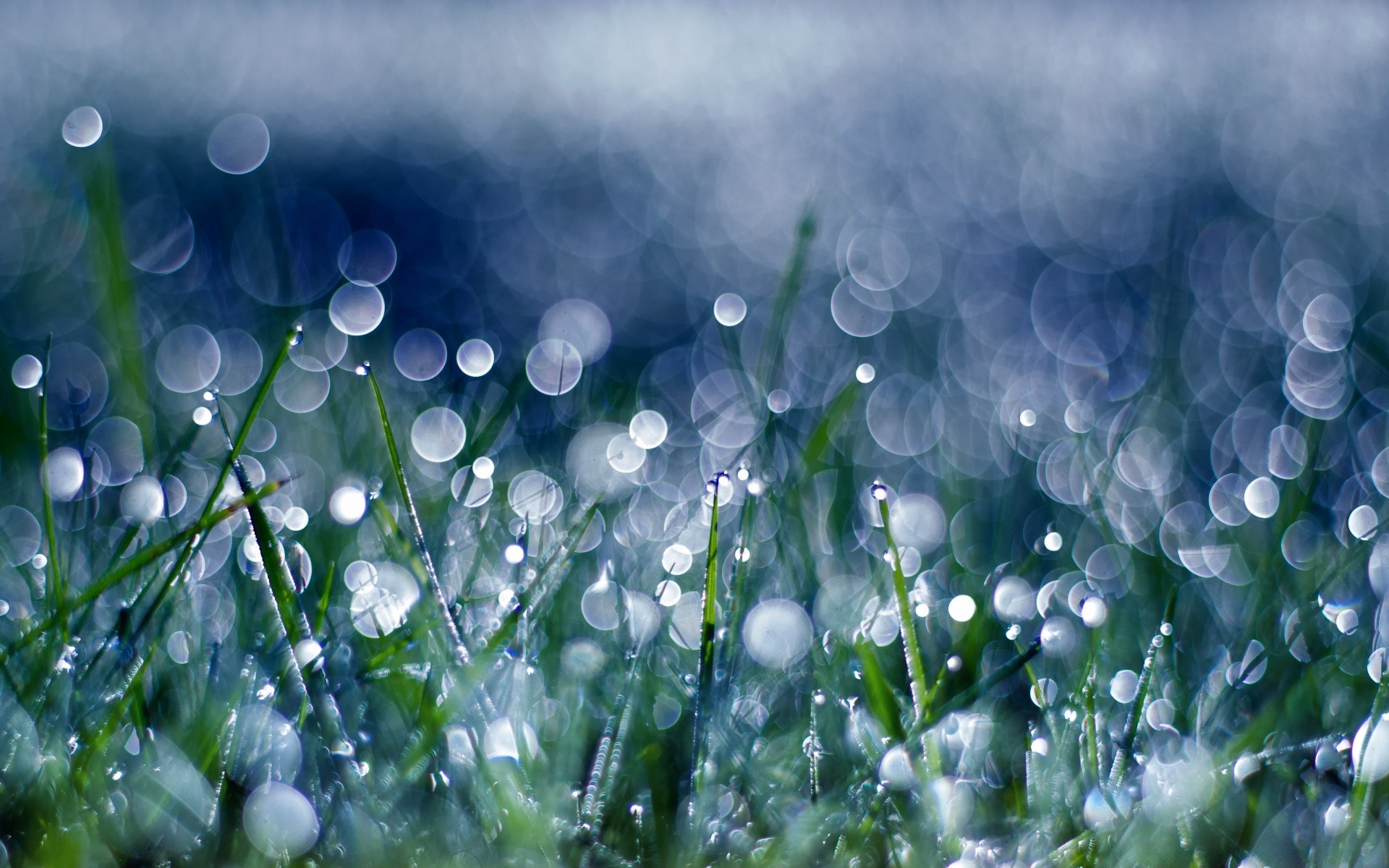 bokeh nature grass flora drop bright garden rain season color hayfield dew summer lawn desktop leaf fair weather field flower freshness blur