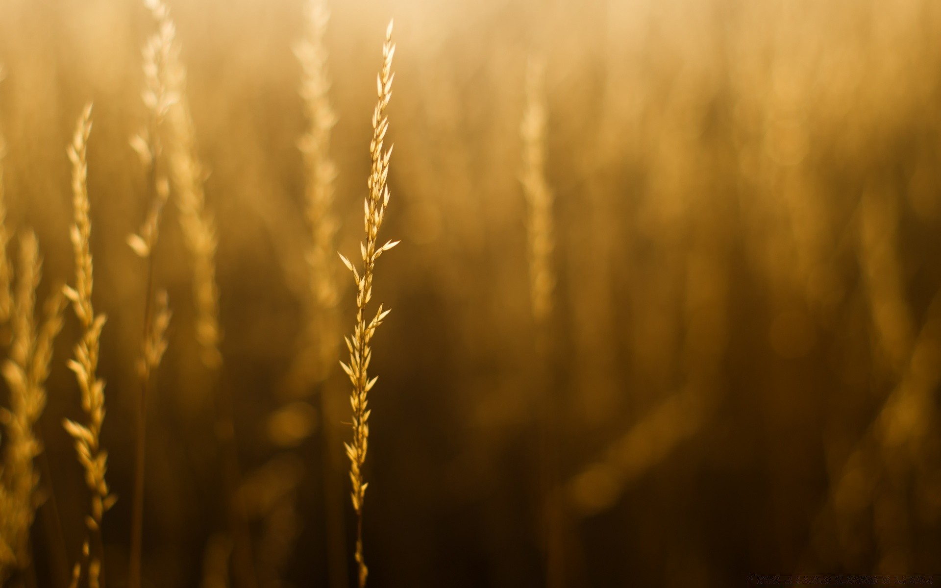 bokeh weizen flocken sonne mais brot sonnenuntergang gold herbst ländlichen bauernhof natur weide dämmerung stroh unschärfe gutes wetter ernte roggen licht