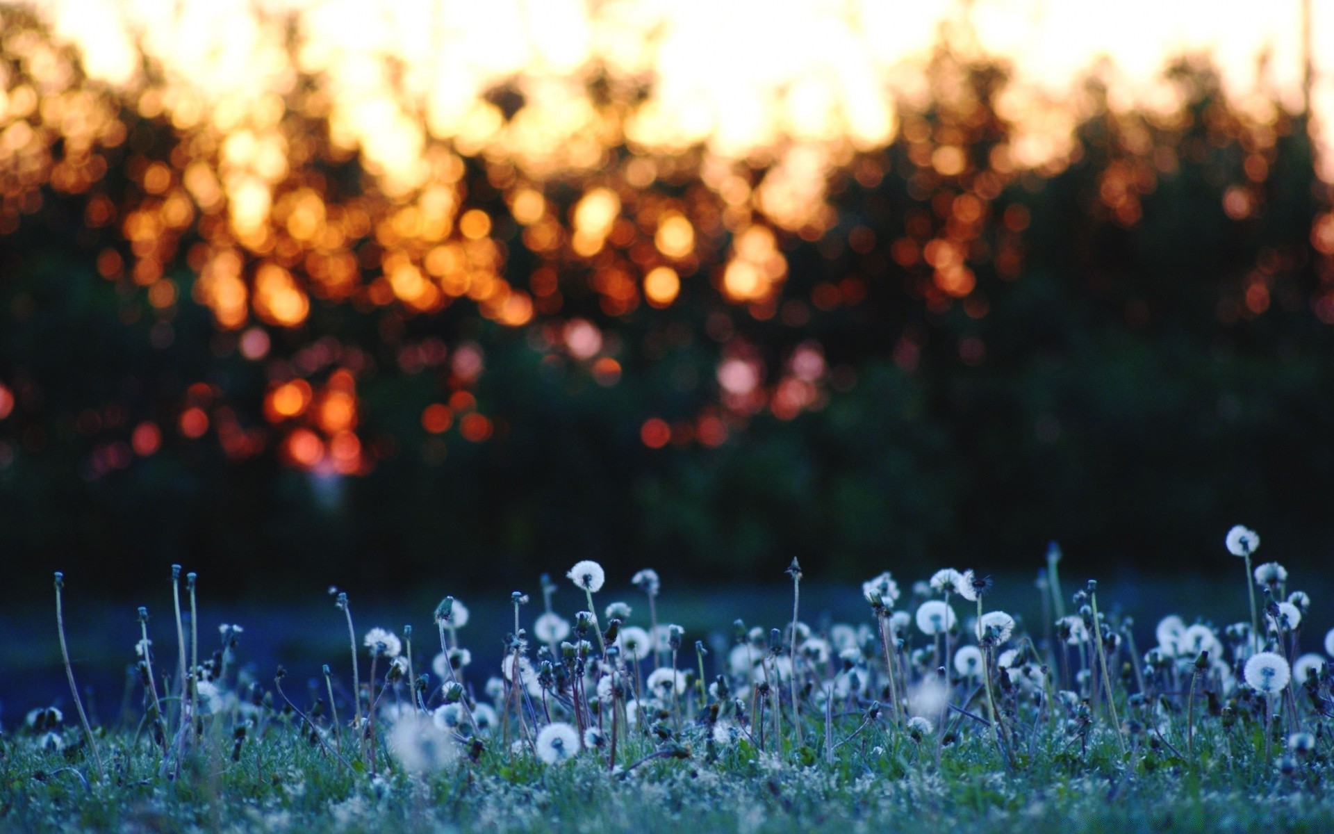 bokeh unschärfe heuhaufen desktop gras farbe natur blume feld hell fokus