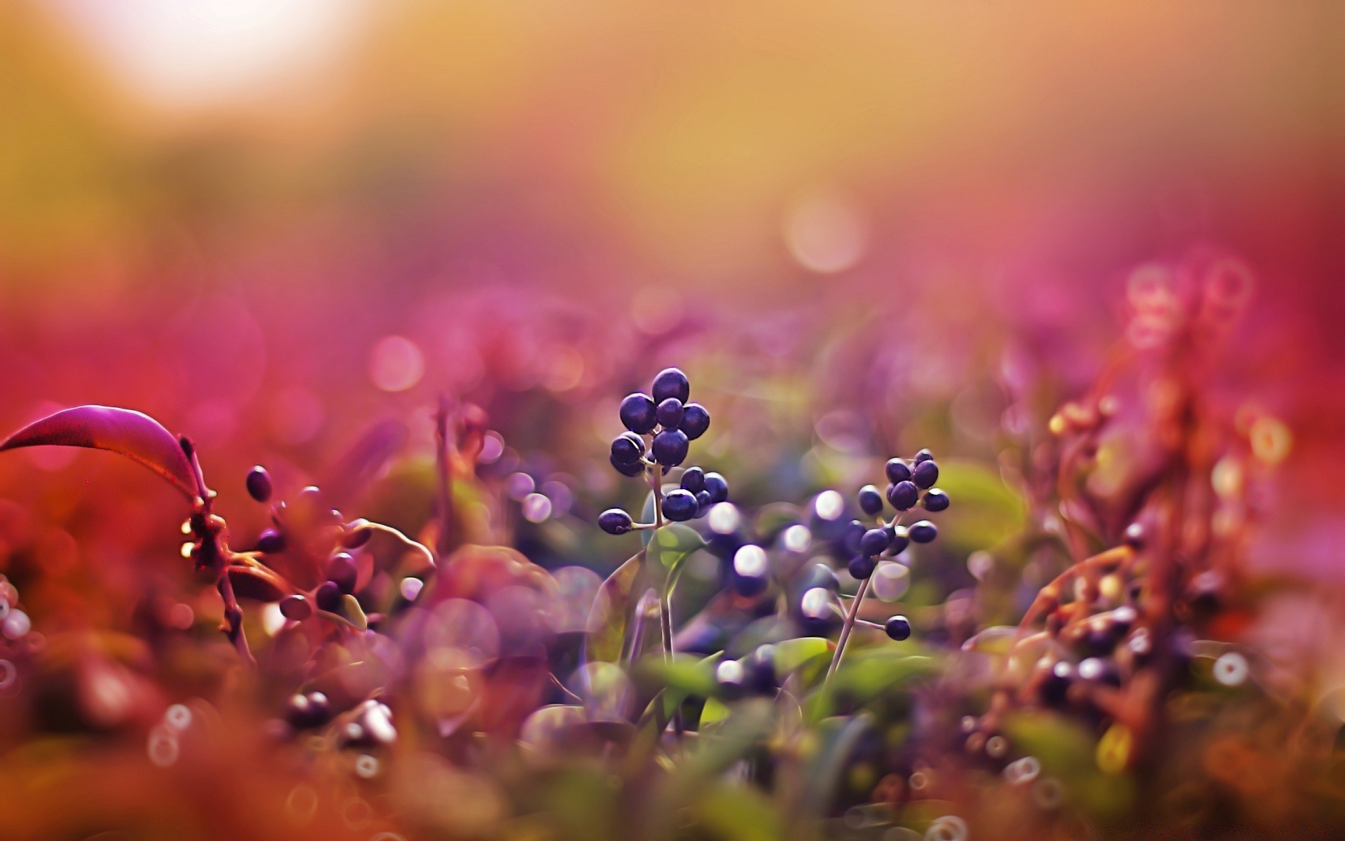 bokeh natura fiore flora giardino estate colore sfocatura foglia vivid outdoor dope