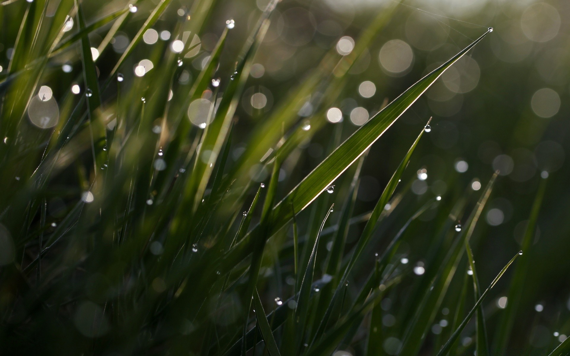 bokeh rugiada goccia pioggia gocce erba bagnato lama prato alba flora giardino natura purezza freschezza gocce foglia crescita pulito acqua chiaro