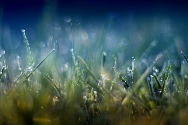 Pequeña hierba verde en gotas de lluvia