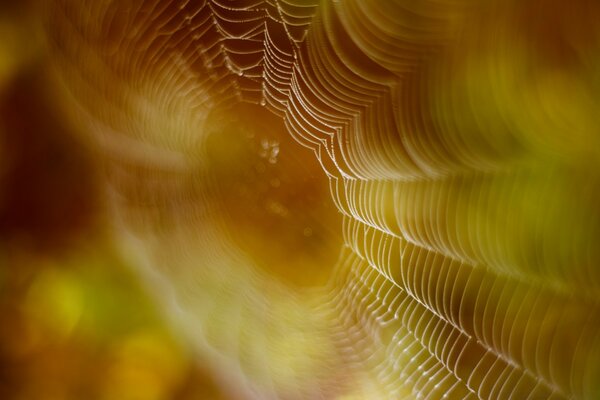 Micro fotografía telaraña día soleado