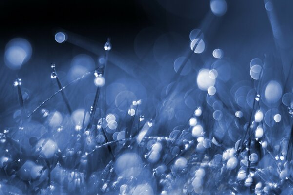 Plantas y gotas de lluvia azules