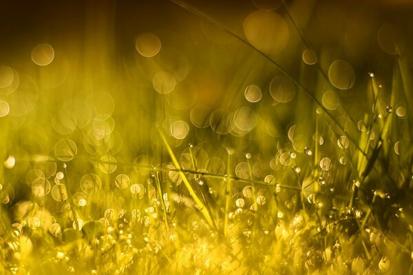 Schönes Foto von goldenem Gras