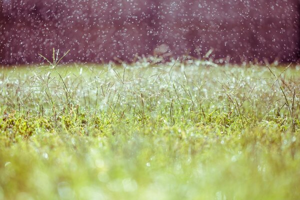 Green meadow. Breath of summer