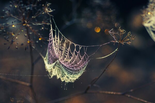 Schnappschuss eines Spinnennetzes, das auf Blumen vor dunklem Hintergrund gehalten wird