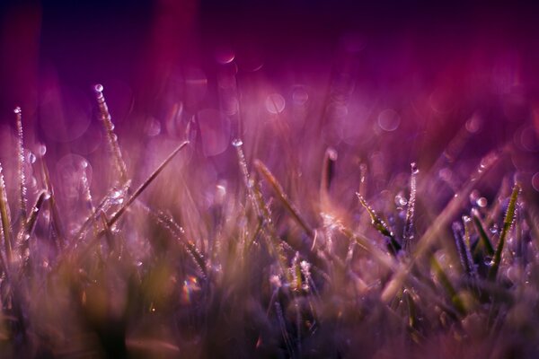 Tautropfen auf frischem Gras