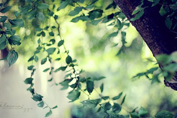 A tree with green foliage in summer