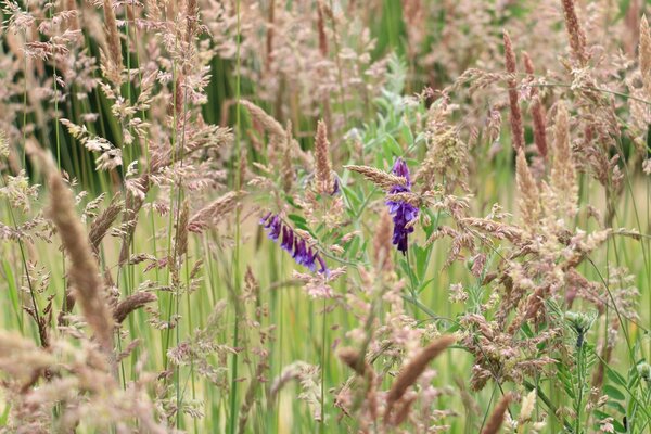 Bei fiori sul campo in estate