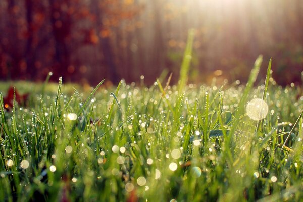 Schillernde Tautropfen auf dem Gras bei Tageslicht