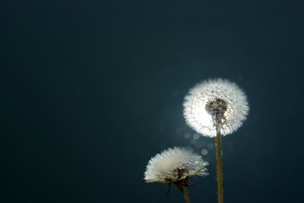 Night, nature, a downy dandelion flower is depicted