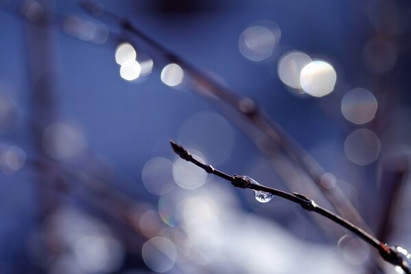 Gouttes de printemps sur fond flou bleu foncé