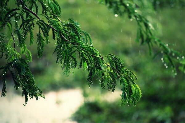 Rama de Acacia con hojas verdes bajo la lluvia