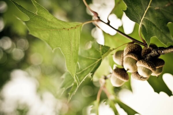 Leaves and acorns in sunlight