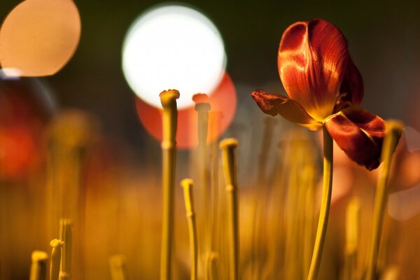 Die Natur. Fallende Tulpenblume