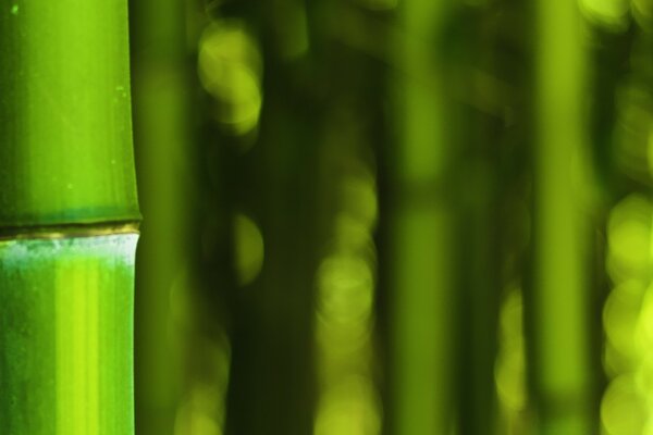 Flora de bambú, hojas de crecimiento